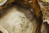 Petrified Wood (Bald Cypress) Slab - Saddle Mountain, WA #141407-1